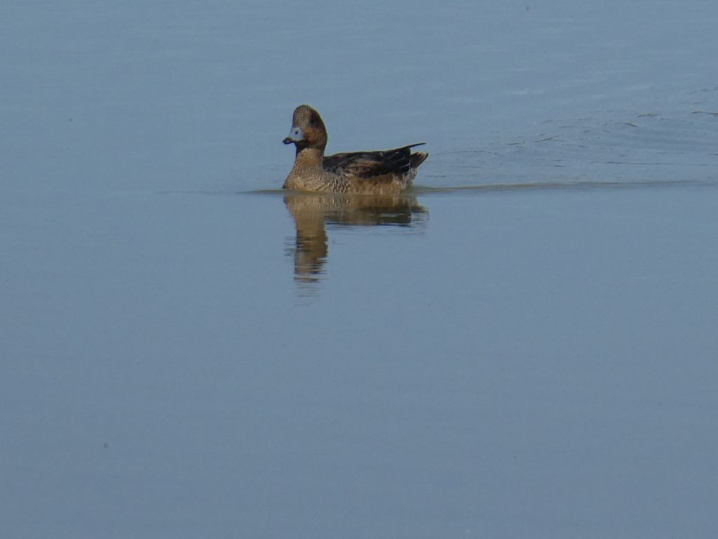 Fischione (Mareca penelope)